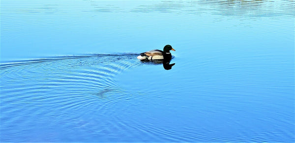 Roughneck Swimmer