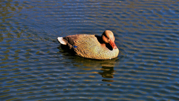 Roughneck Swimmer