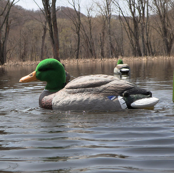The Natural Flutter Extreme Mallard