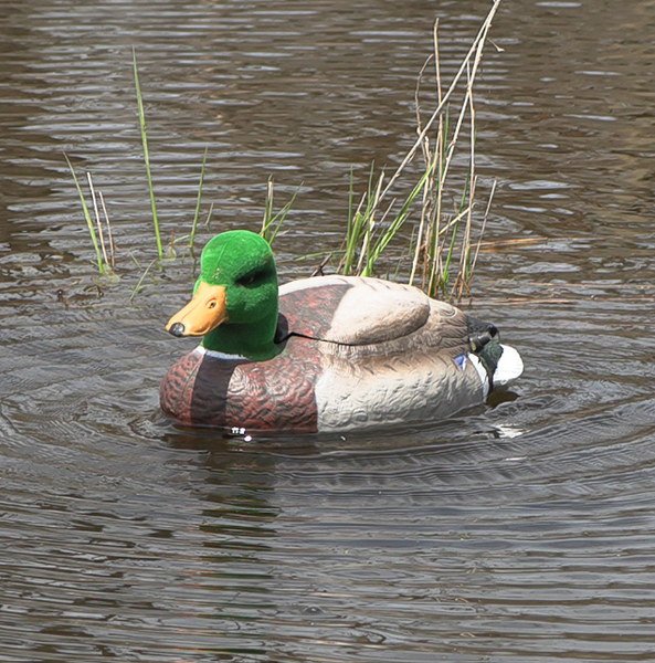 The Natural Flutter Extreme Mallard
