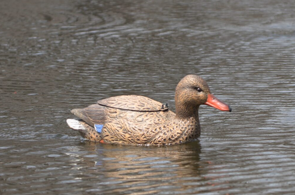 The Natural Swimmer Mallard