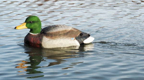 The Natural Swimmer Mallard