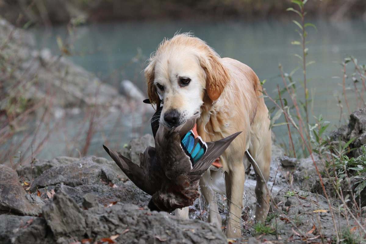 Gun Dog – Wild Habit