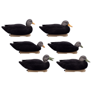 'Live' series | Floating Black Ducks - Fully Flocked