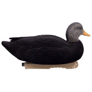 'Live' series | Floating Black Ducks - Fully Flocked